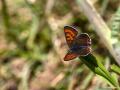 Lycaena helle (Menekşe Bakırgüzeli)